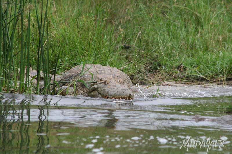 Mud Maps Africa Murchison Falls NP 2677